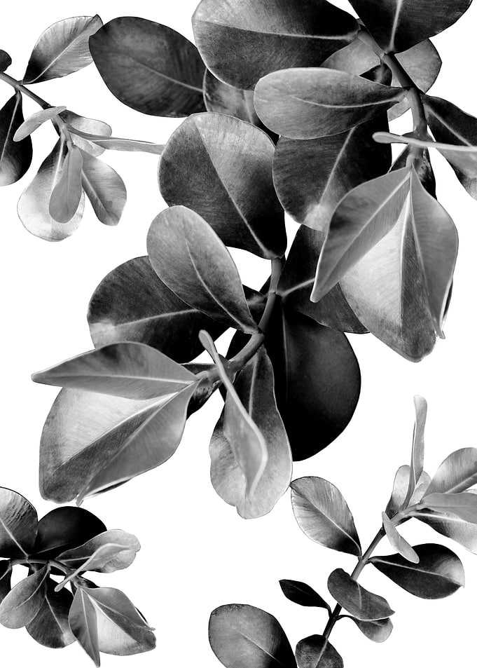Ficus Leaves Dream 2