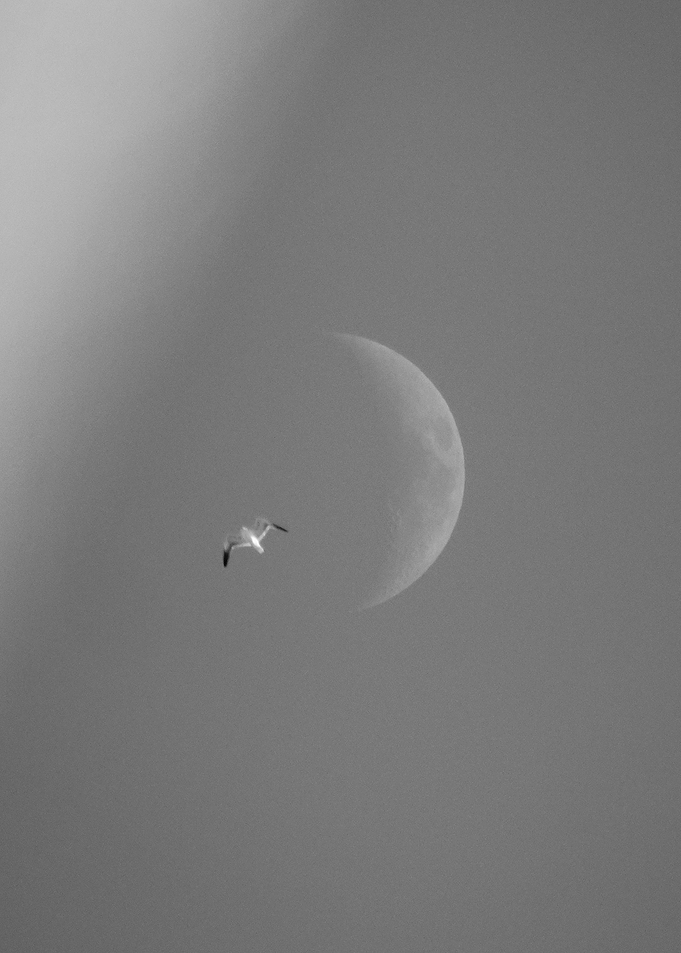 Moon Bird