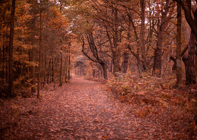 Autumn forest
