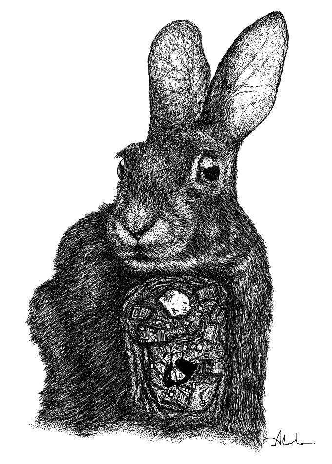 RABBIT