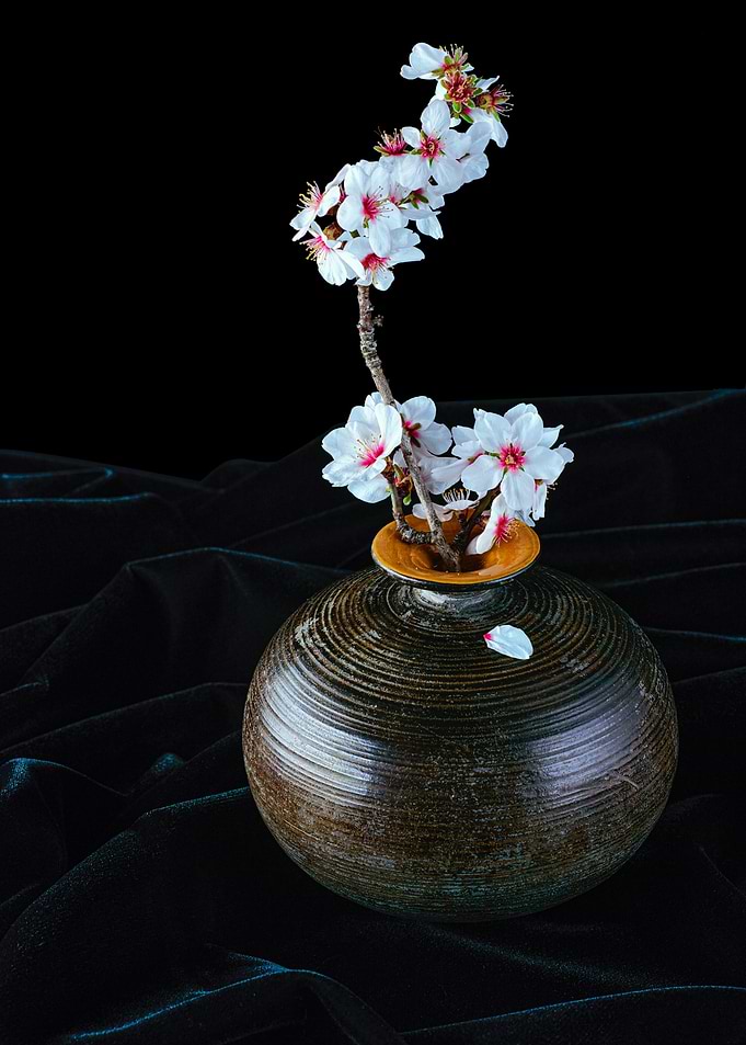 Orchid 2