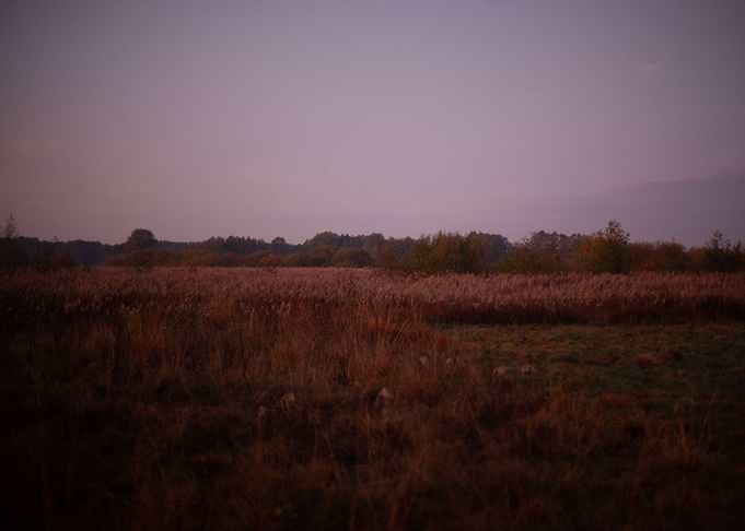 Sunrise in the forest