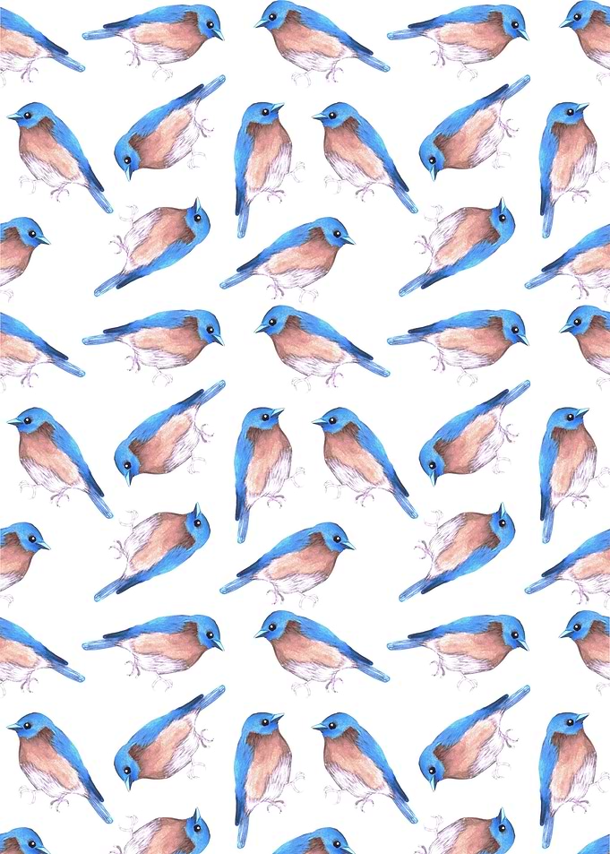 Eastern bluebird birds