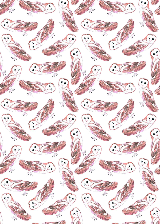 Barn owl or Tyto alba bird