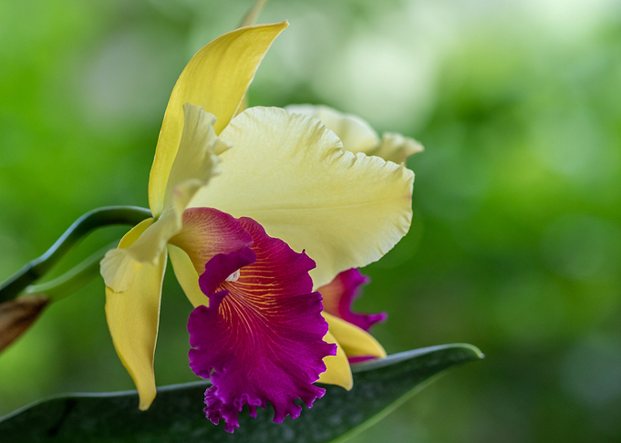 Cattleya