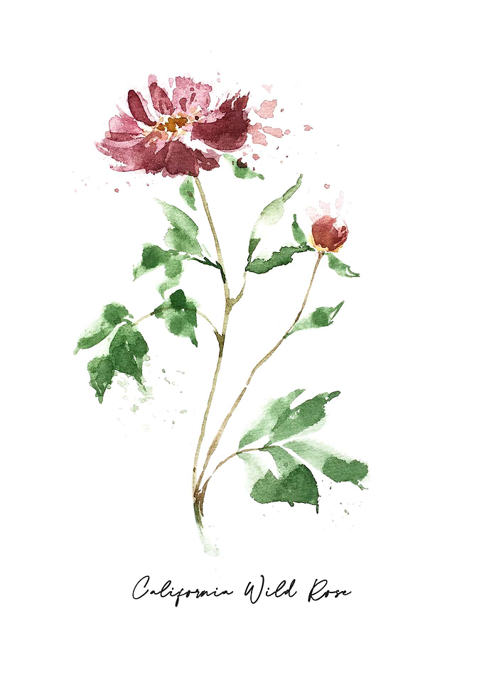 Botanical
