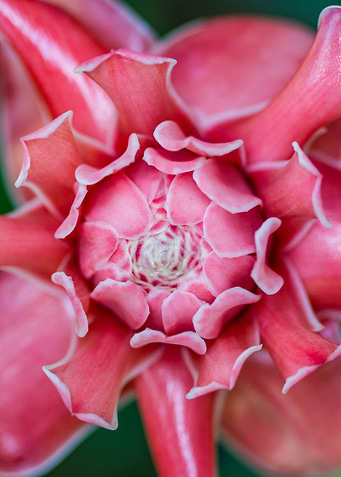 red Ginger Flower