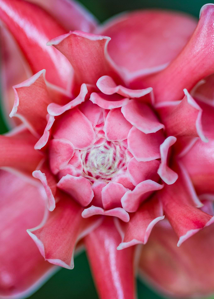 red Ginger Flower