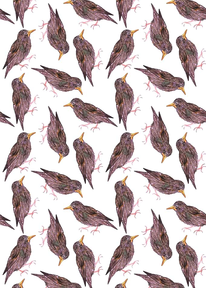 European starling bird