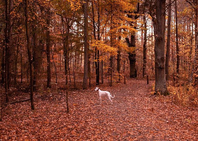 Pup in the forest