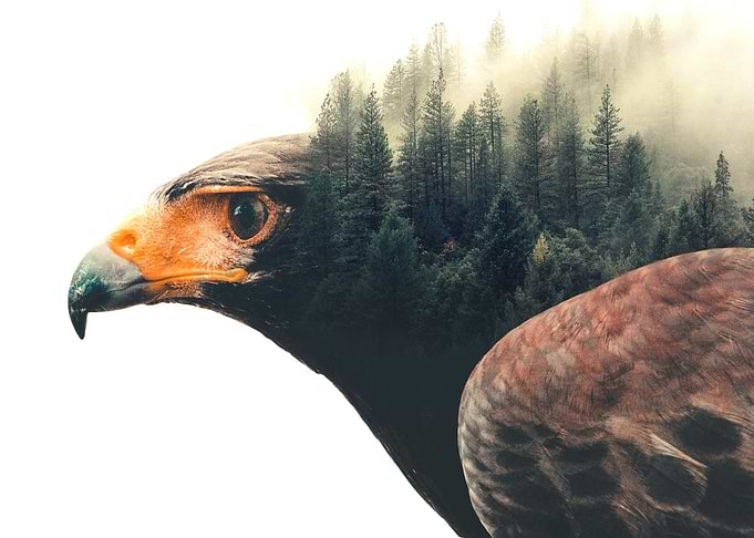 Eagle with forest