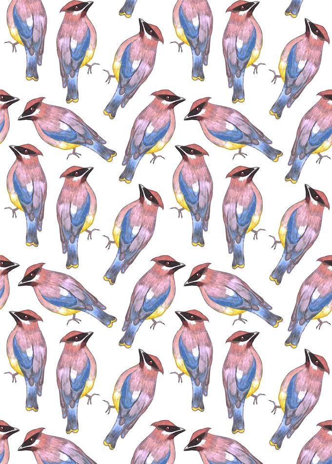 Cedar waxwing bird