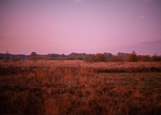 Pink sunrise