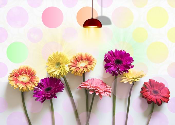 Flowers and Light