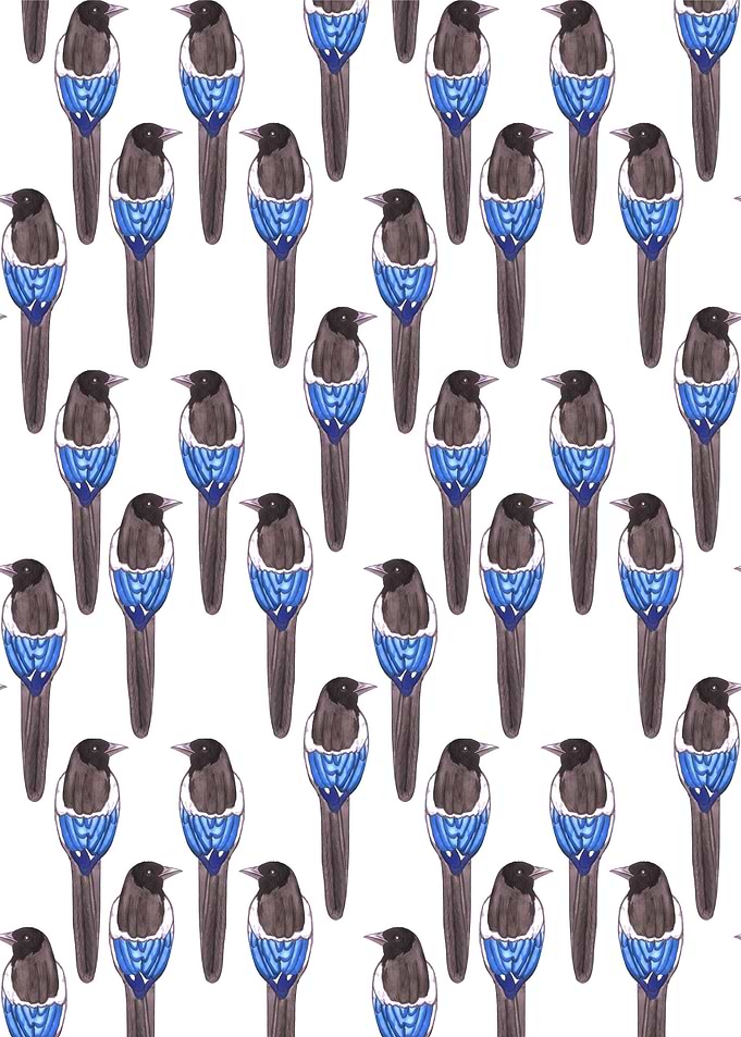 Black billed magpie bird