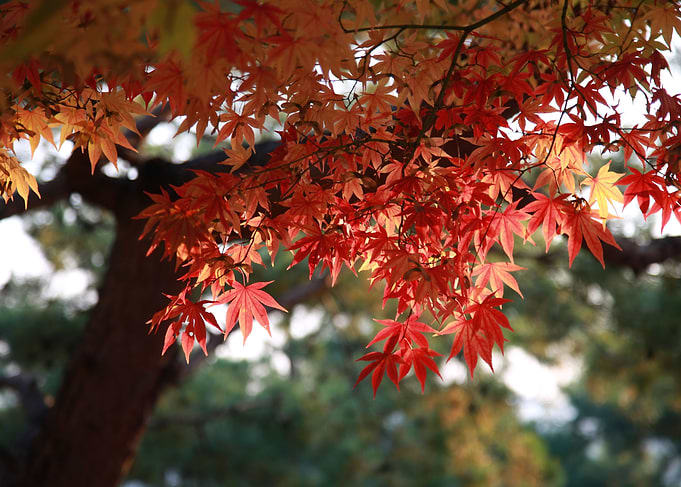 Maple Leaf