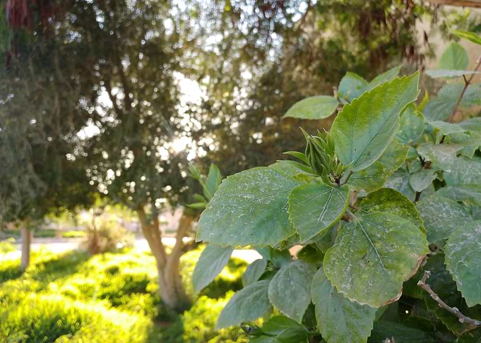 Green Spring Flower