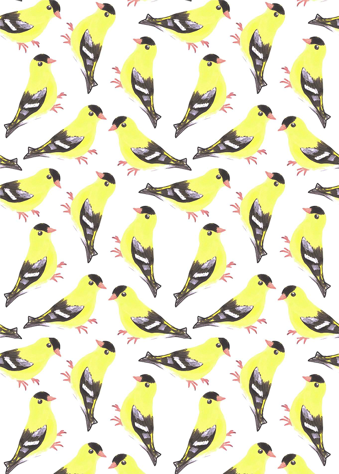 American goldfinch birds