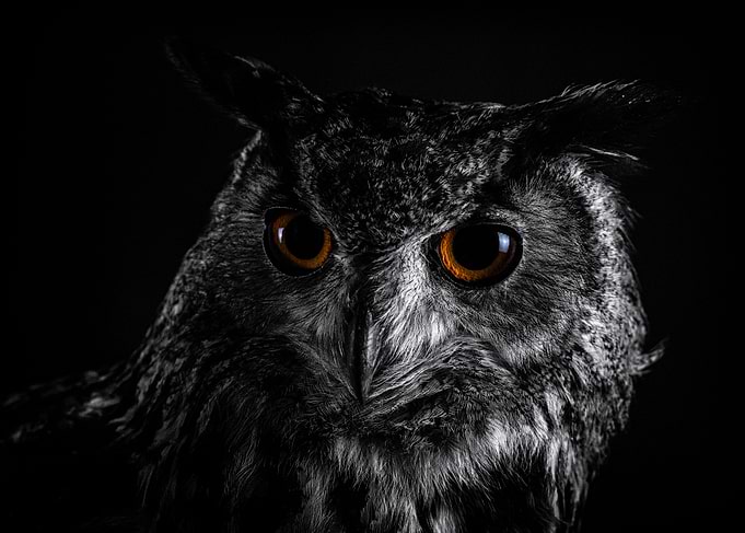 European eagle owl