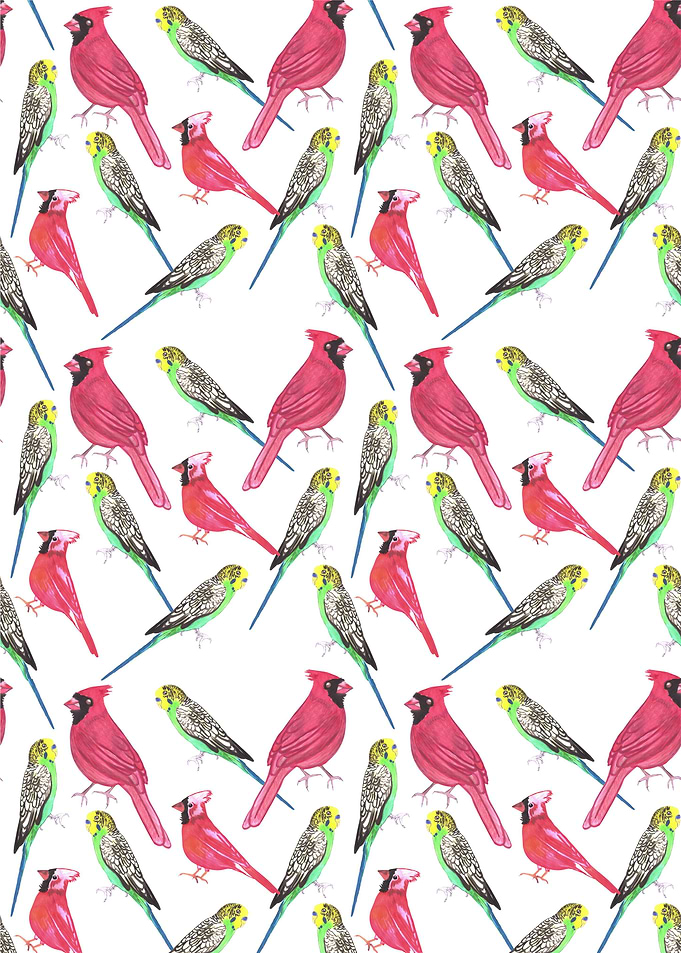 Cardinal male and budgies
