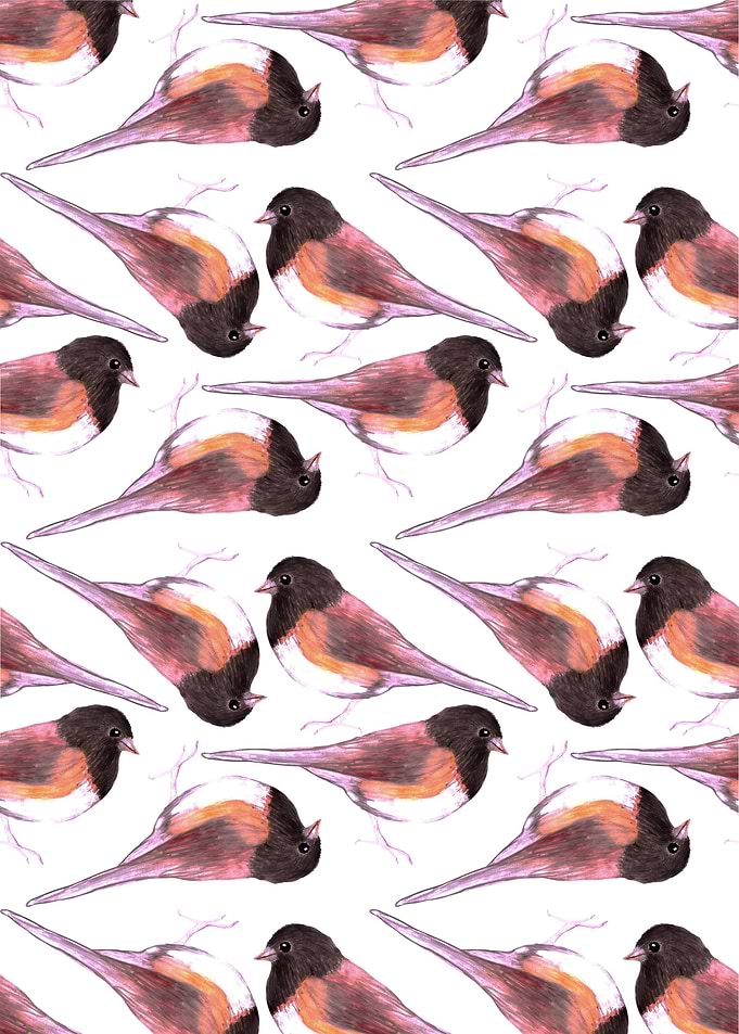 Dark eyed Junco birds