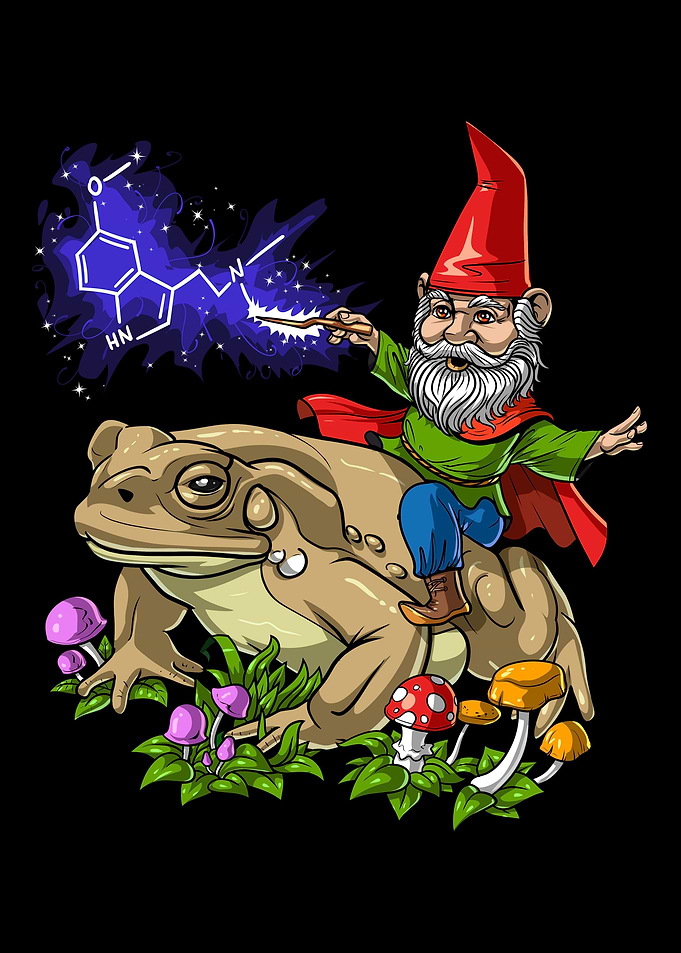 Gnome Riding Bufo Alvarius