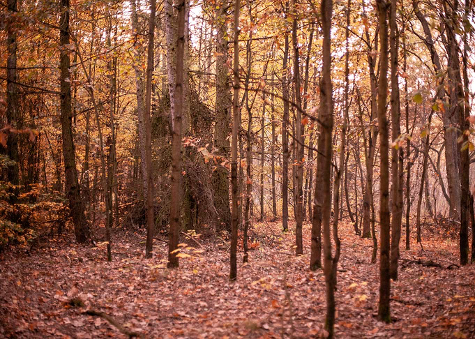 Autumn forest