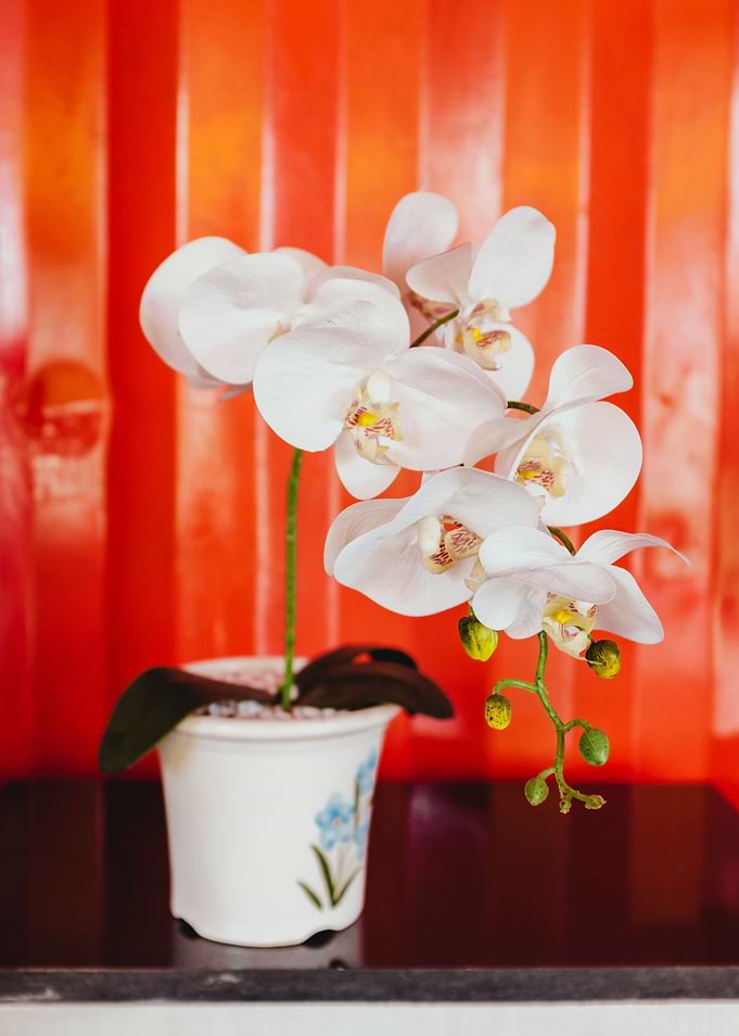Orchid 1