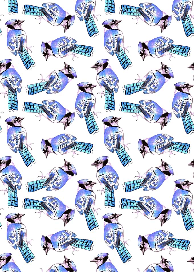 Blue Jay birds