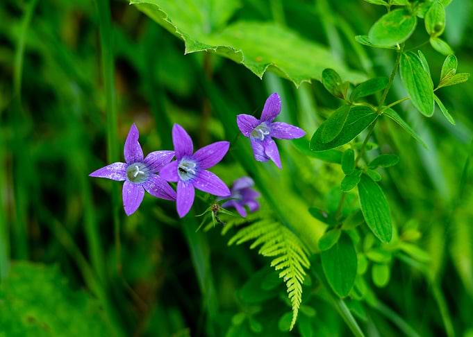 little violets