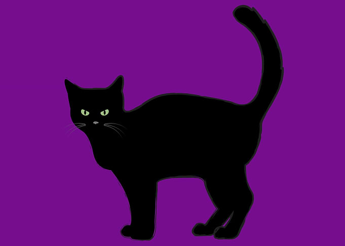 cute and funny cat art