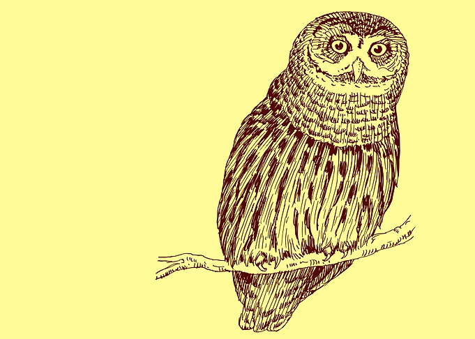 cute drawing of a bird