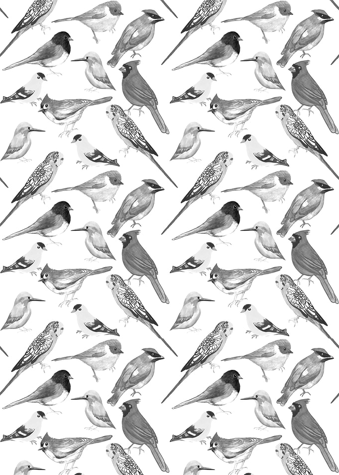Black and white birds
