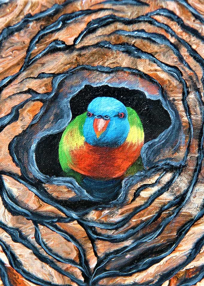 Little Lorikeet