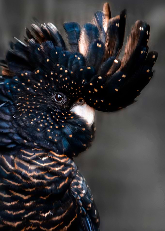 black and gold cockatoo