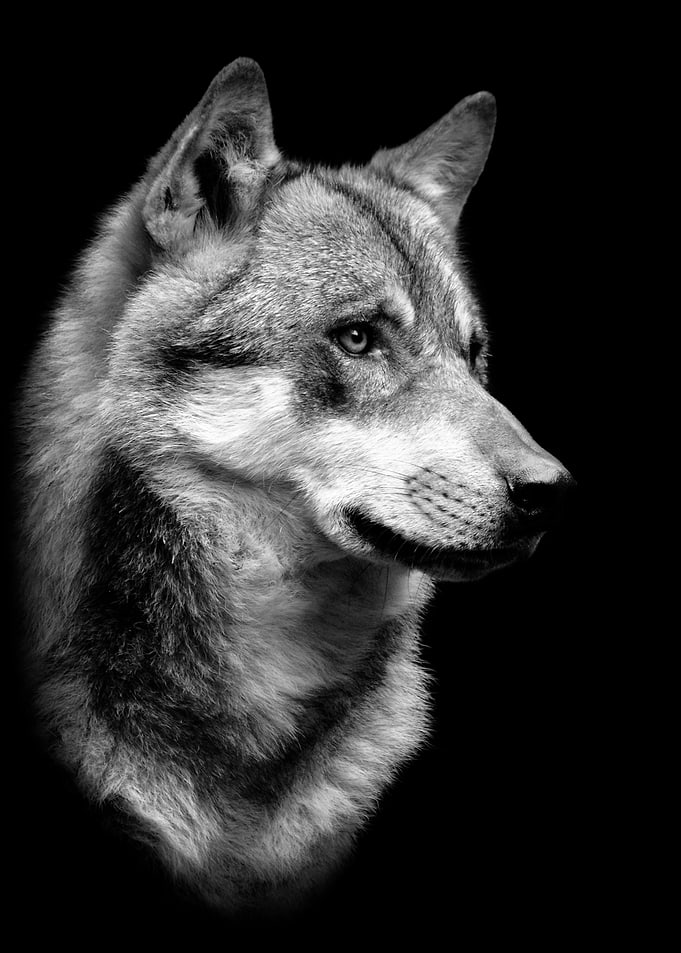 wild wolf head b poster