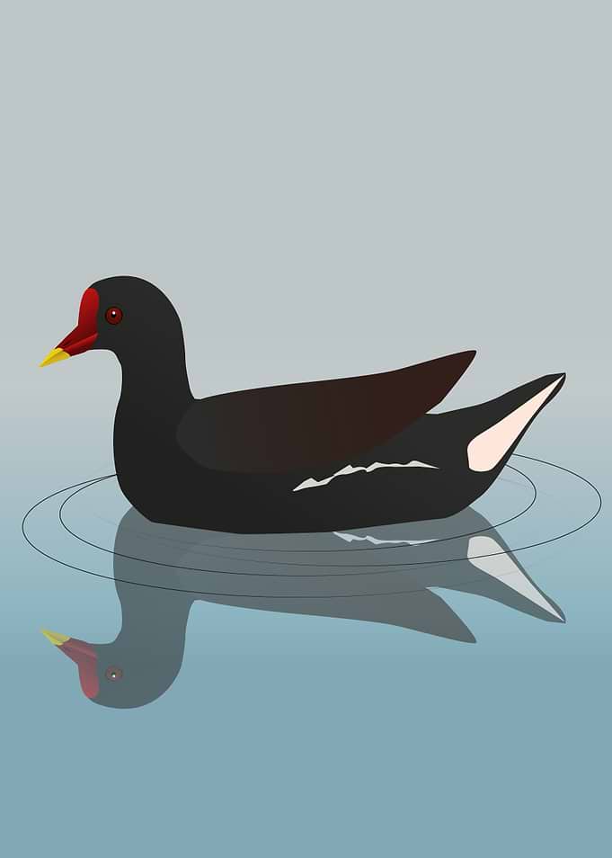 Common moorhen vector