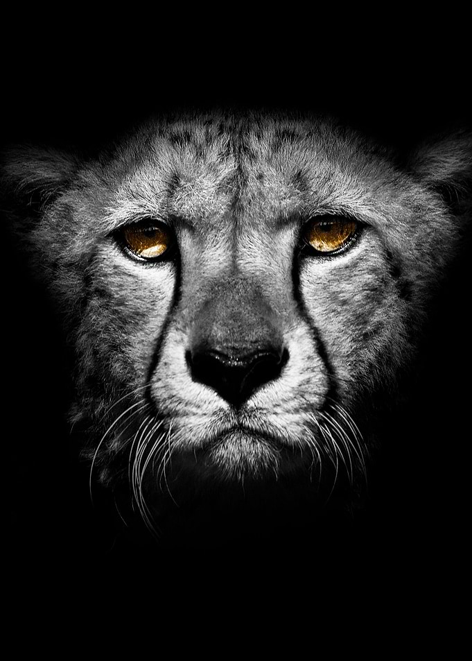 wild jaguar head poster