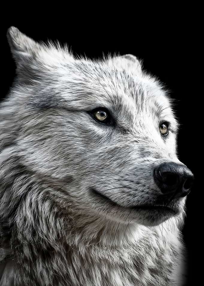 wild wolf face poster