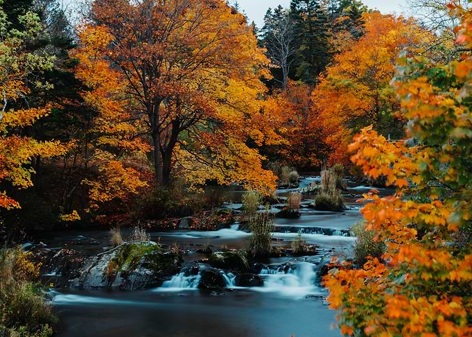 Fall in Bowring Park