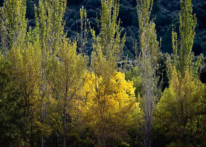 Golden glow