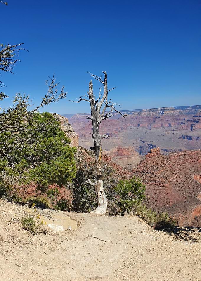 Grand Canyon Tree