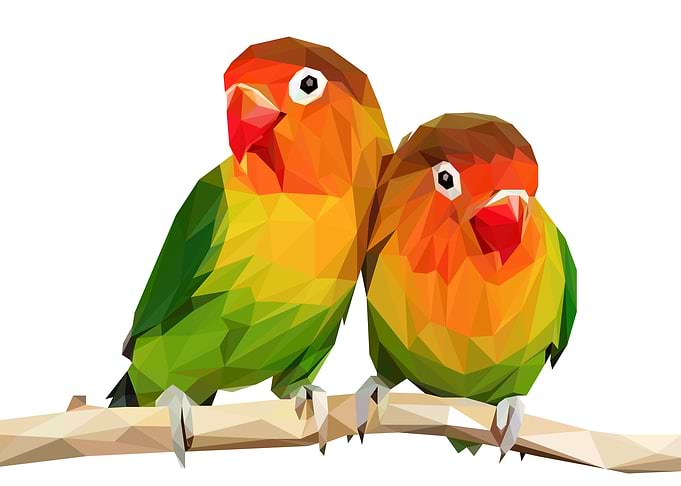 A pair of lovebirds