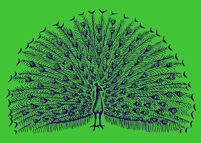 cute drawing of a bird