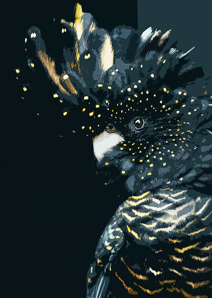 black cockatoo poster