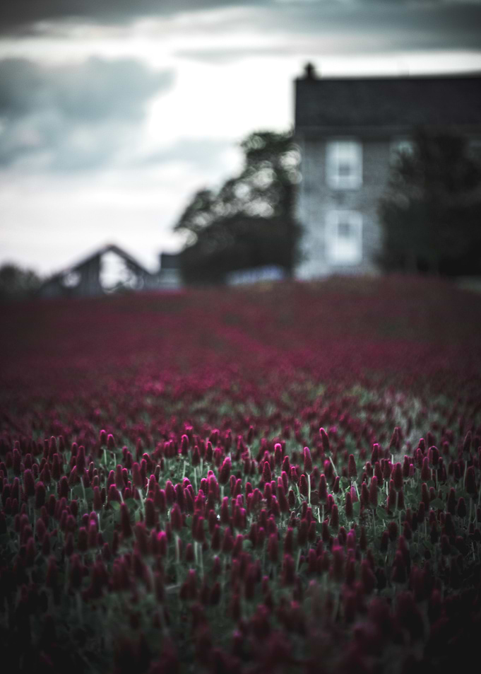 Farmhouse Barn Flowers