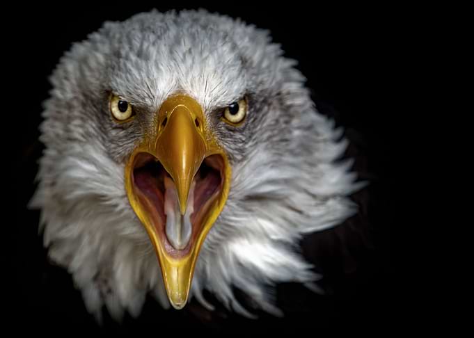 angry wild eagle head