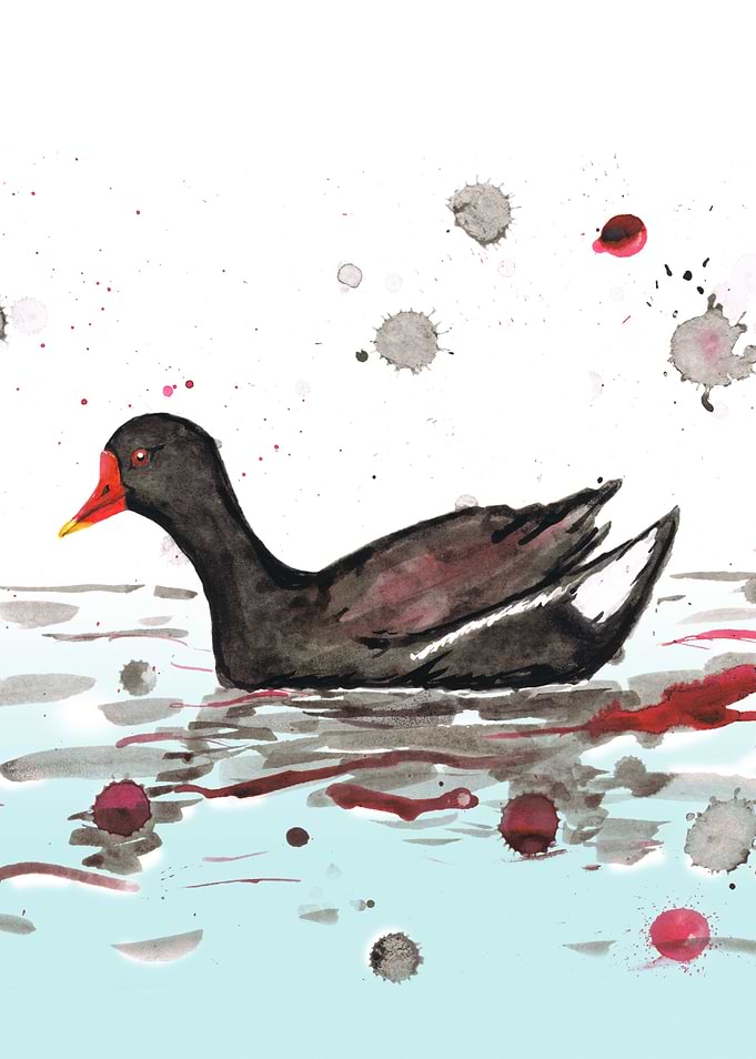 Common moorhen