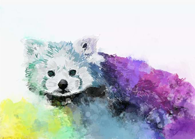 Red Panda