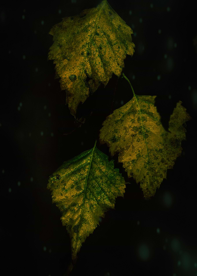 Leaves